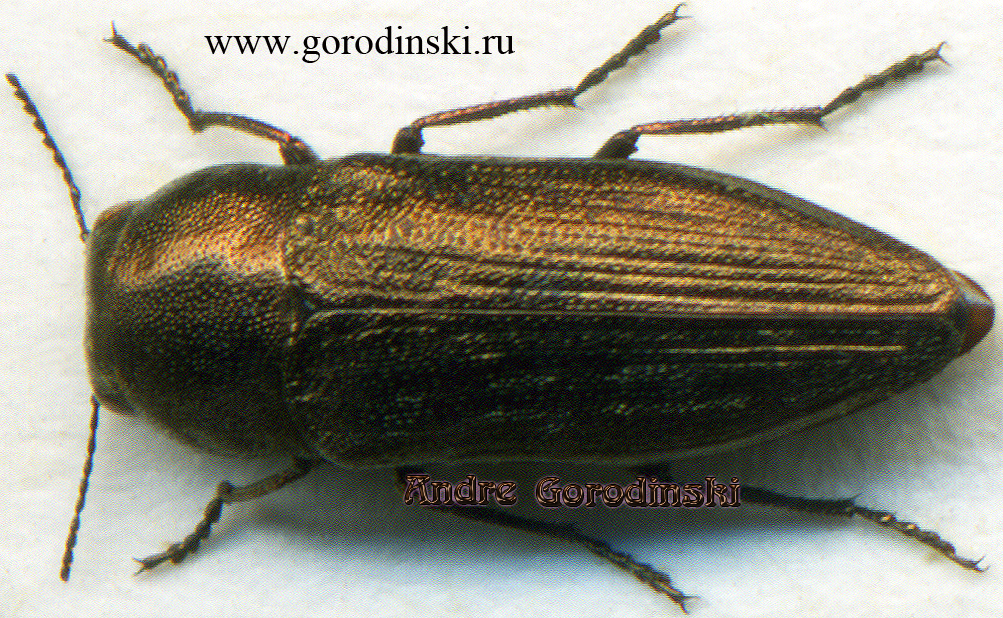 http://www.gorodinski.ru/buprestidae/Sphenoptera forceps.jpg